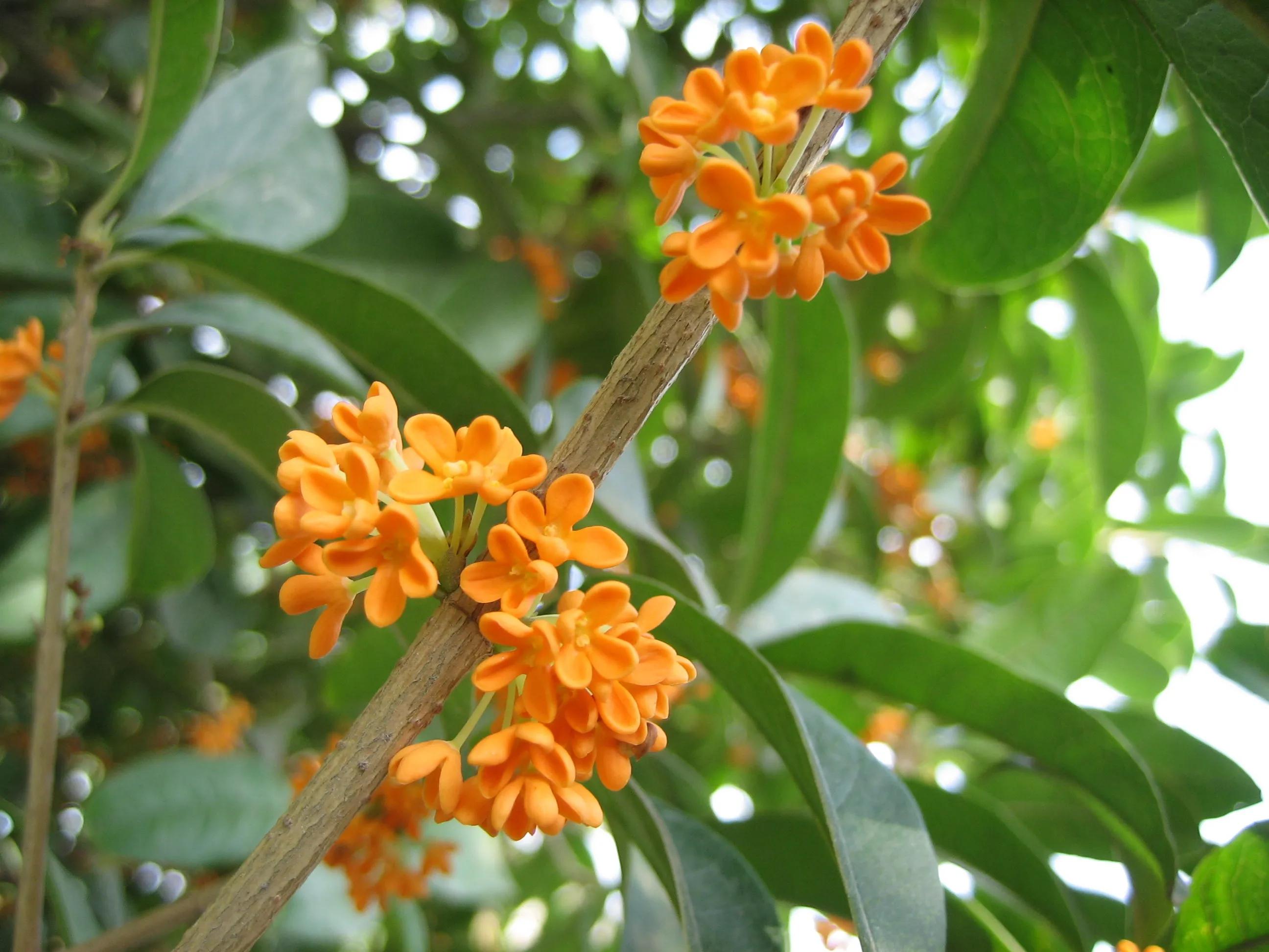 在花园里种什么草,在花园里种什么花最好