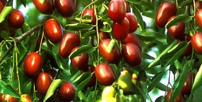 红枣醋饮料好喝吗,红枣醋植物饮料