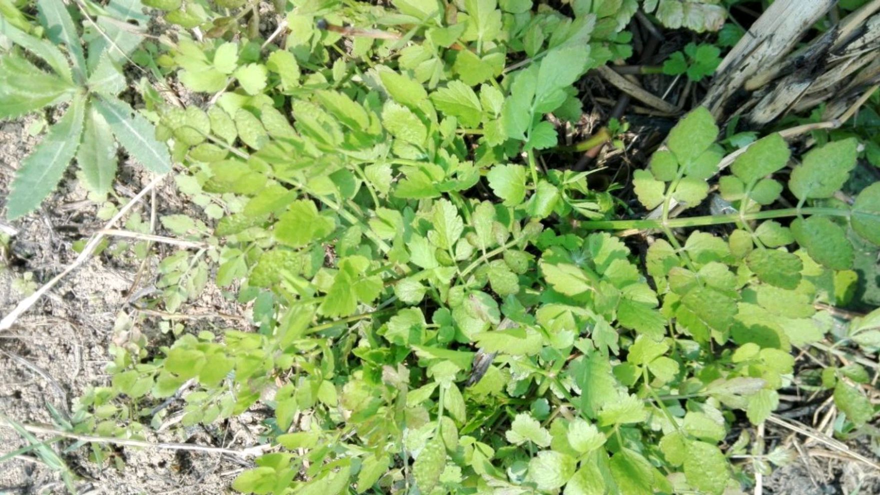 农村常吃的40种野菜你吃过几种呢,这10多种野菜你吃过哪些