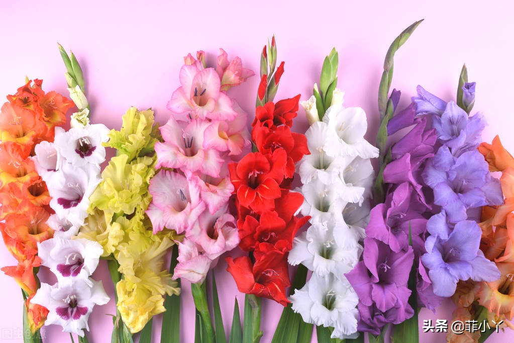 教师节送什么颜色的鲜花,教师节送花送什么颜色好