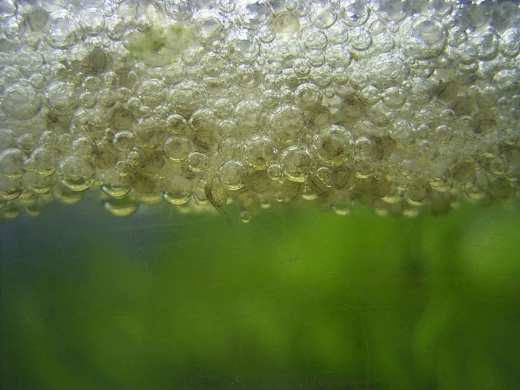 什么鱼生命力最强最好养,哪种鱼生命力最强比较好养