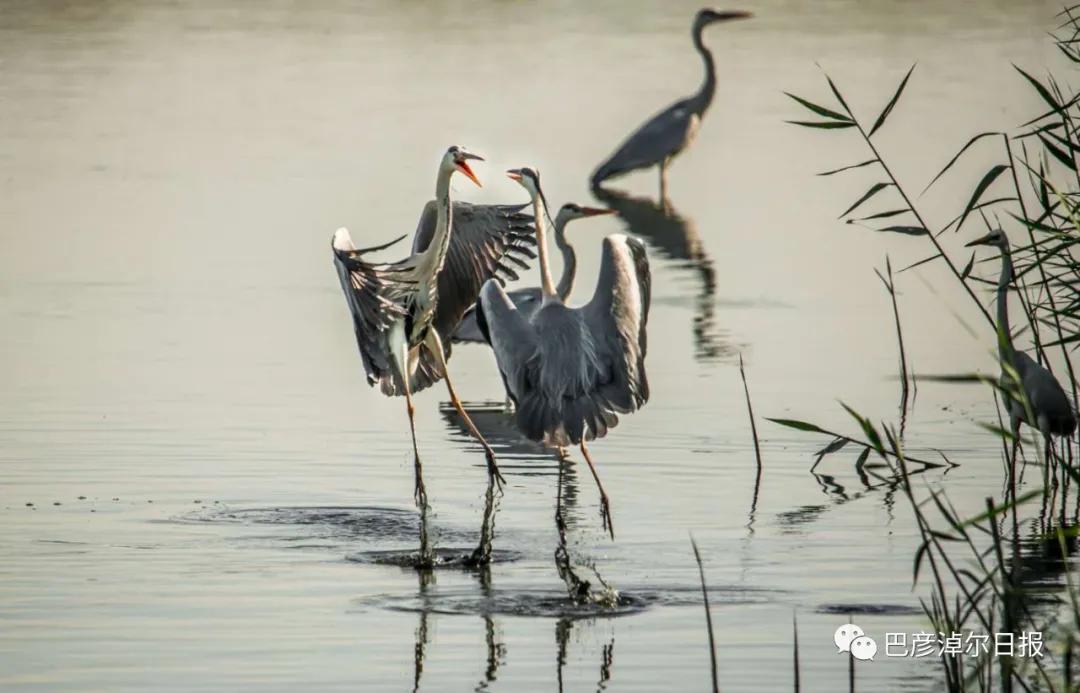 磴口南湖的苍鹭“斗舞”了，大家快来看