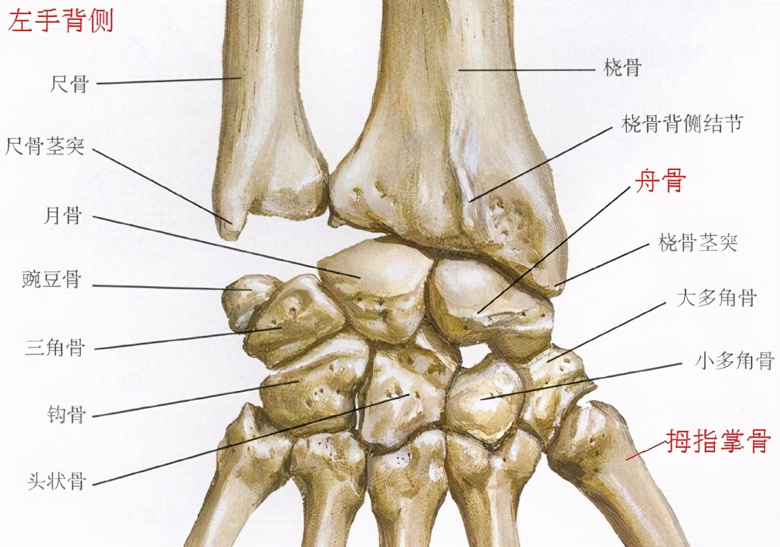 腕舟骨骨折康复训练6个动作,足舟骨骨折康复训练视频教程