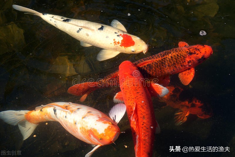 锦鲤的尾鳍上有血丝怎么回事,锦鲤尾巴血丝鱼鳍发白