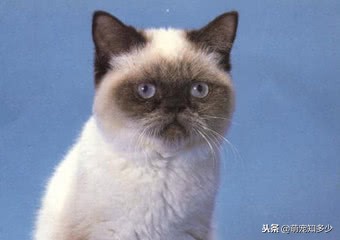 英短虎斑猫和银渐层的区别,英短蓝猫跟银渐层生出了虎斑猫