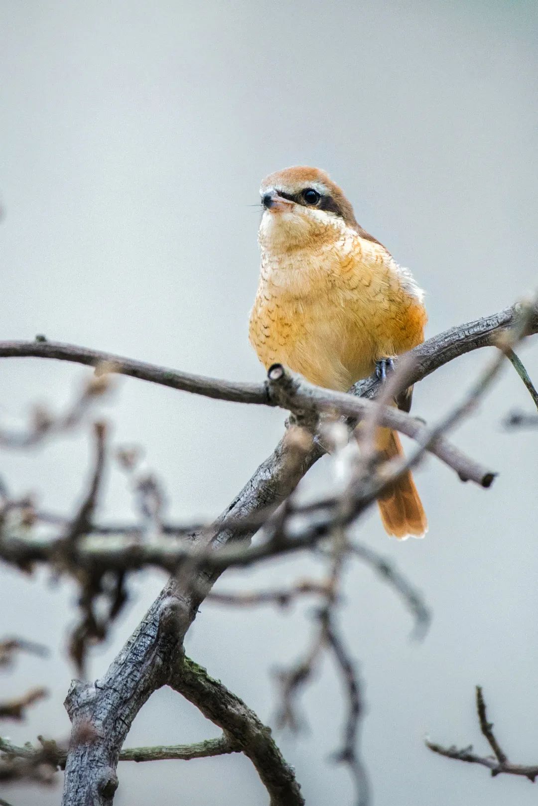 「生态」我在恩平很幸福