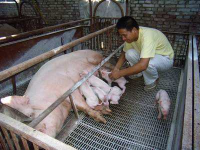 母猪分娩手法详解猪友实战分享,母猪产房容易遇见的难题