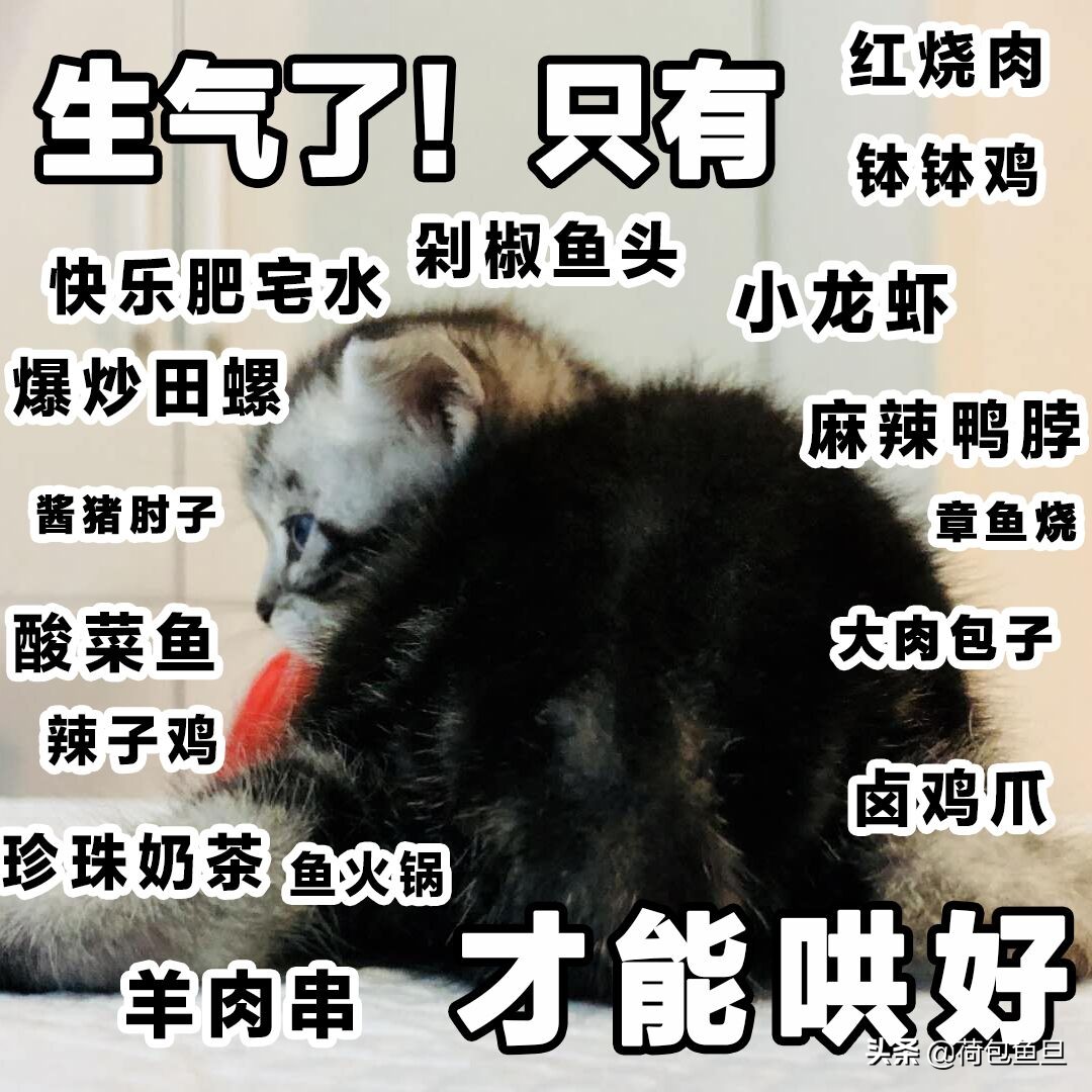 如何让猫咪知道铲屎官生气了,猫咪生气该怎么办