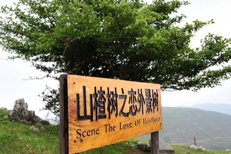 鐩哥害灞辨鏍戜箣鎭嬫儏瀹氱櫨閲岃崚,娓呭噳鐧鹃噷鑽掓儏瀹氬北妤傛爲