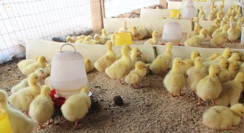 雏鹅保温最简单方法,雏鹅饲养