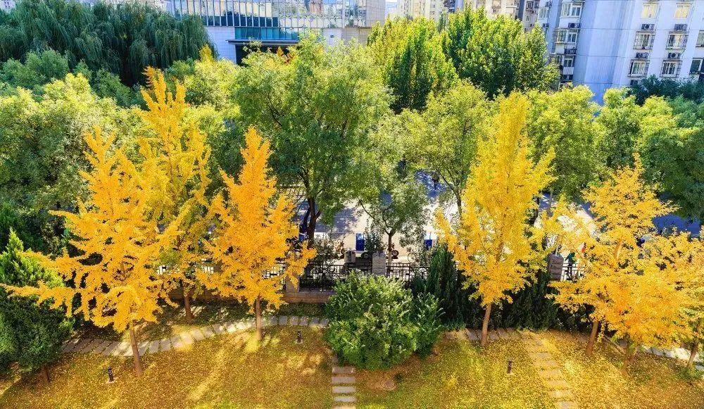 北京所有小学排名一览表,北京30所小学排名一览表