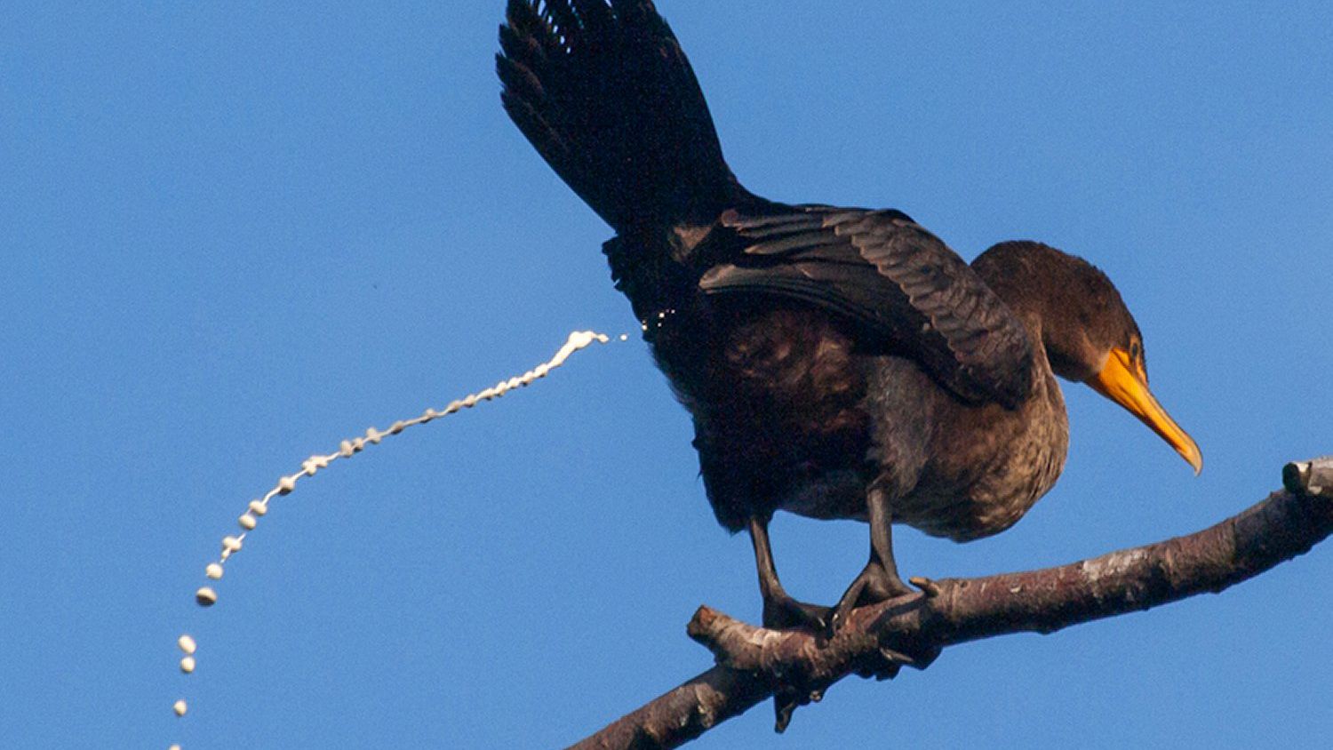 为什么动物的排泄能力要比人的强,为什么动物排便在同一个地方