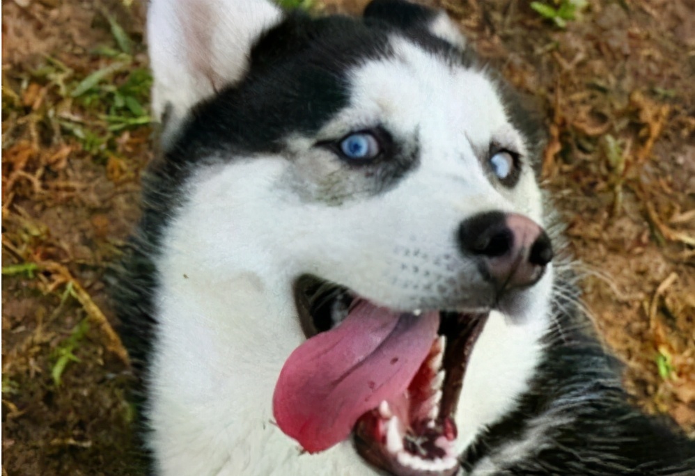 哈士奇特别会掉毛怎么办,哈士奇掉毛期是否可以剪掉毛发