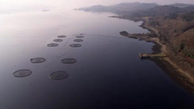 “最毒僵尸鱼”,外媒曝挪威三文鱼养殖乱象,看完胃不好了