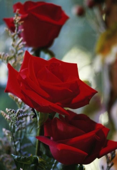 手机壁纸玫瑰花高清图片全屏,三枝玫瑰花一只手手机全屏壁纸