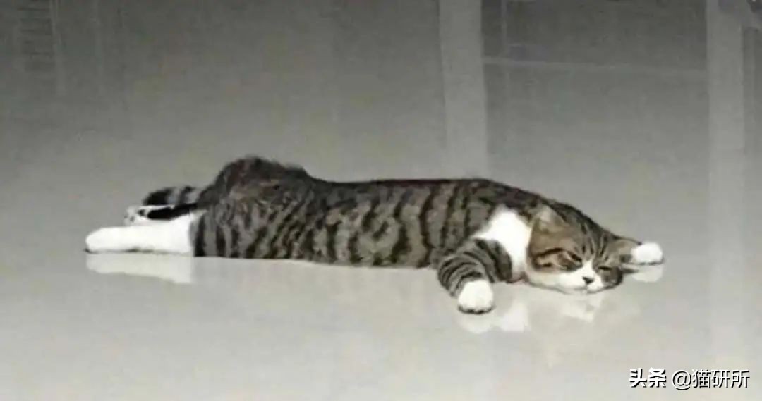 猫咪夏季好物推荐平价,猫咪防抓好物推荐