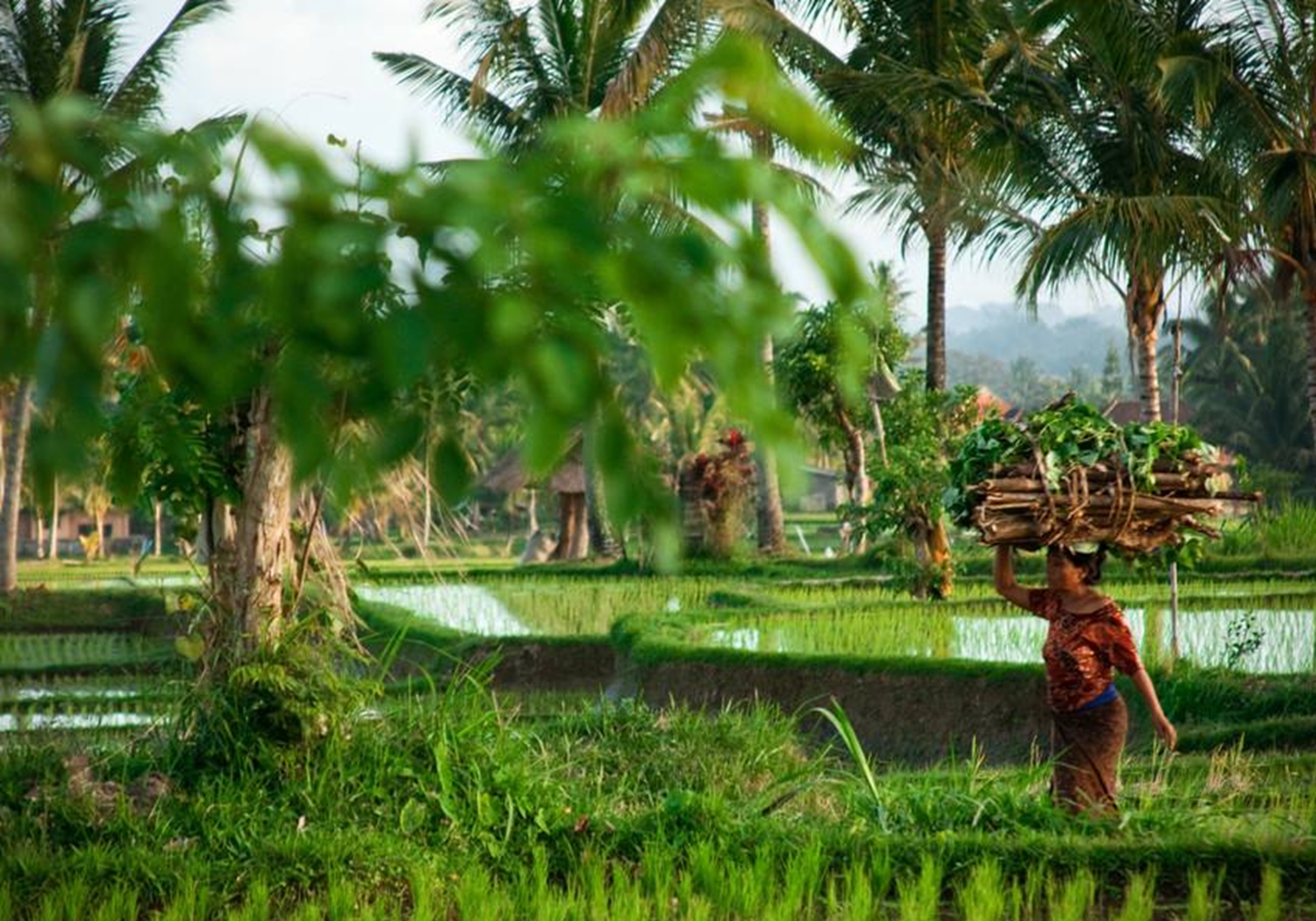 水稻淹水的正确方法,水稻泡田的作用