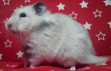 仓鼠的种类习性详细介绍,仓鼠有哪些亚种种类