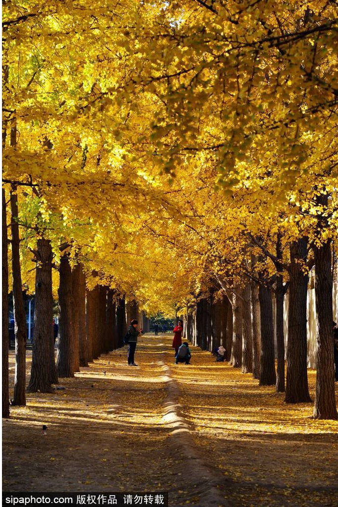 17处京城绝美银杏观赏点，看看有没有家门口的？