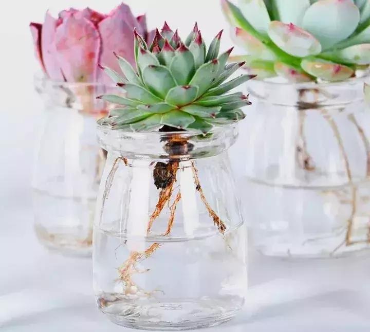 多肉被风雨袭击,多肉被雨水泡过怎么办