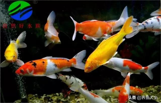 饲养锦鲤雌雄鱼的比例,室内鱼缸锦鲤饲养方法