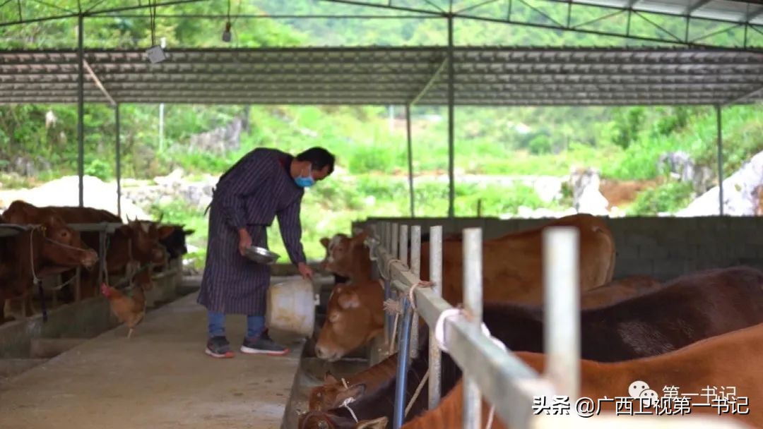 广西天等指天椒出名,广西天等指天辣椒种植