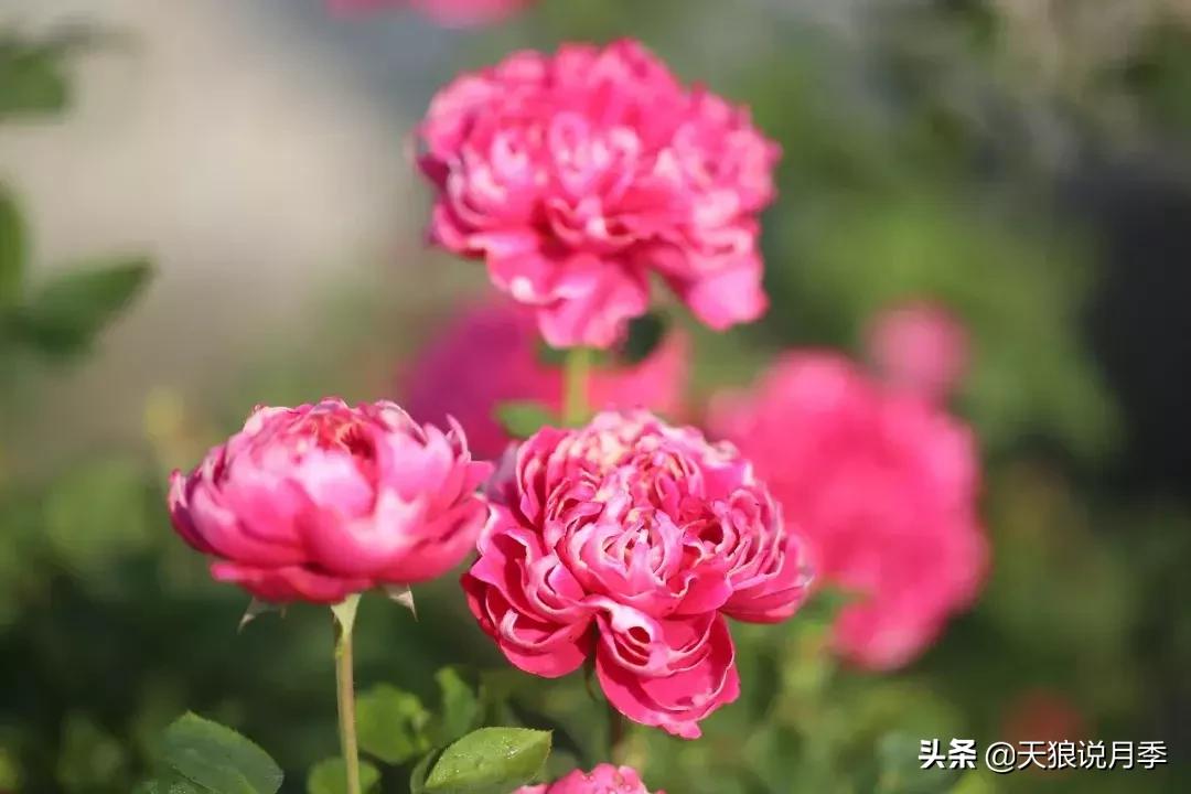 天狼自育哪个品种最好,天狼月季紫雾凝霜