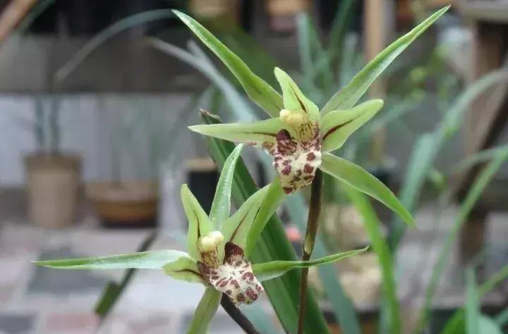 史上最全的兰花鉴赏,兰花品种之精品欣赏