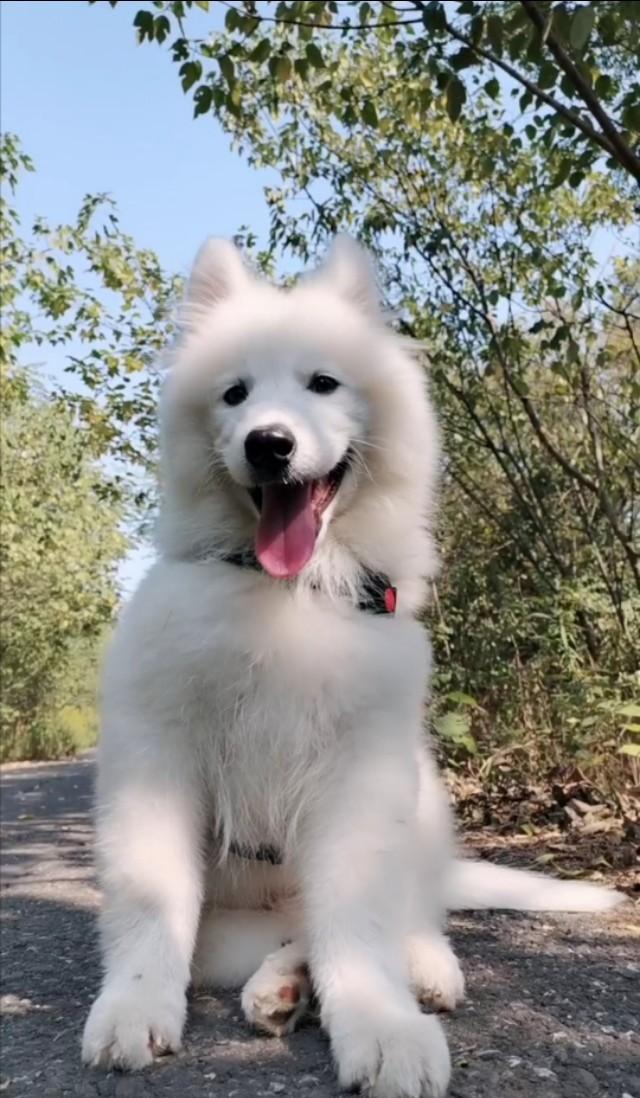 我家萨摩耶不吃蔬果,萨摩不吃狗粮但是吃肉