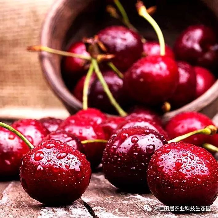 大连樱桃和其他产区樱桃口感区别,山东樱桃和大连樱桃哪个好