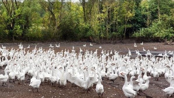 养殖鹅一只鹅的利润是多少,怎样区分养殖鹅与散养鹅