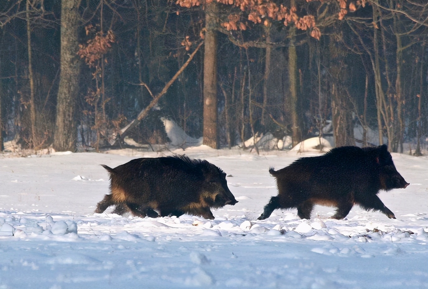 美国野猪泛滥成灾的真实原因,野猪泛滥成灾了家猪攻击野猪