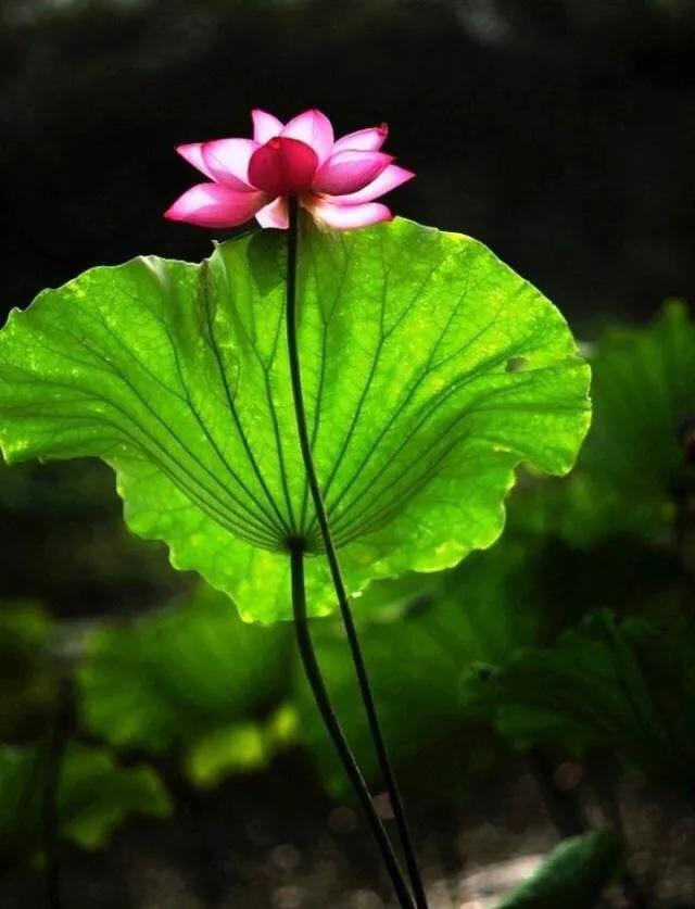 吃粽子看路人反应,吃着粽子看龙舟