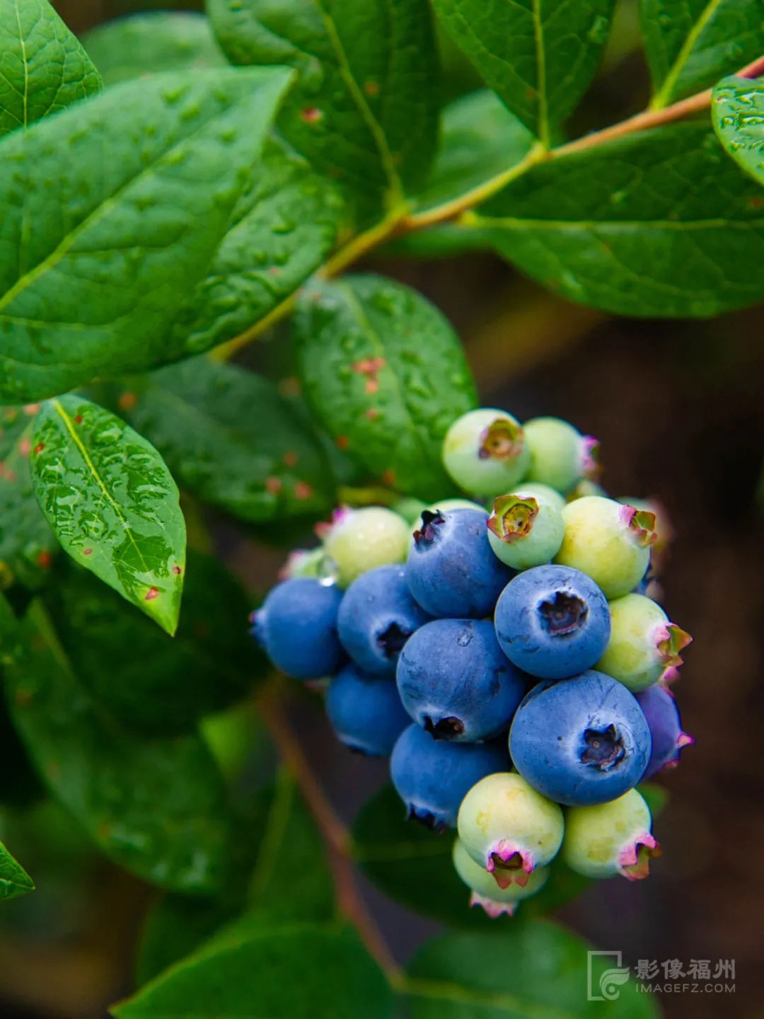 白云区永泰,什么是永泰葱饼