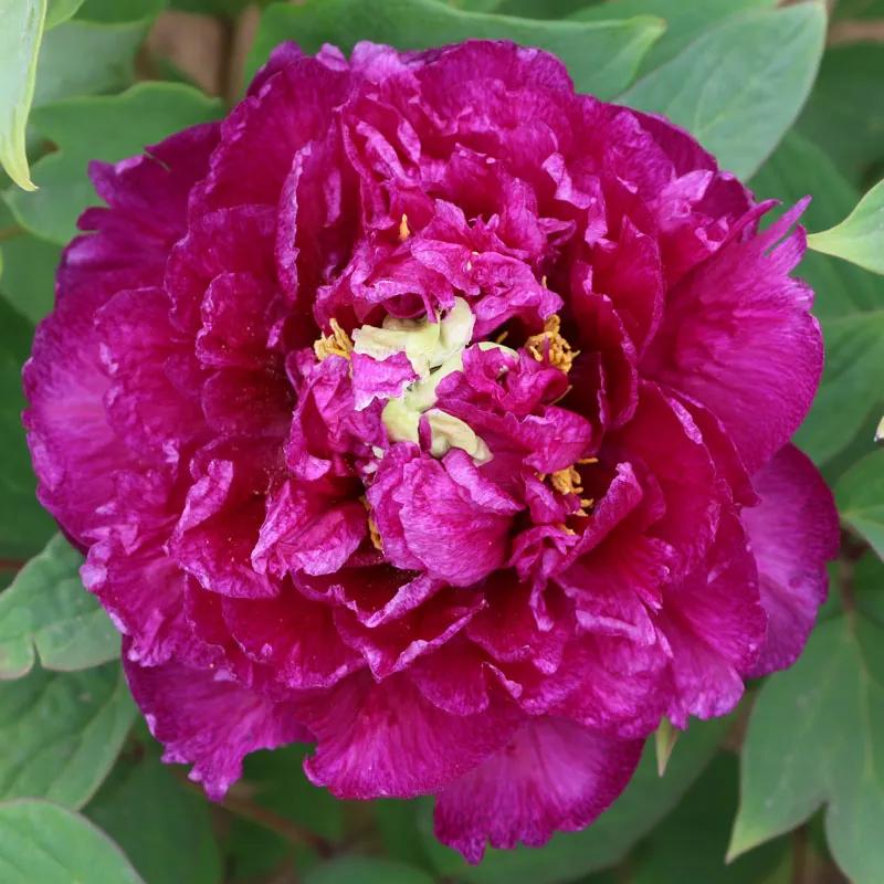 国色天香牡丹花雍容华贵,花中之王国色天香牡丹花