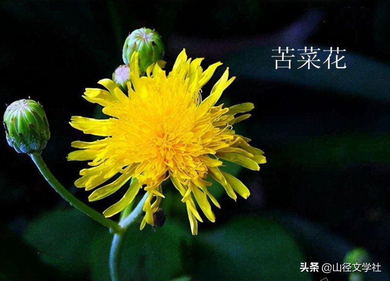 夏启平、陈阳梅《挑风担雨追文梦－记张冬平》（山径）