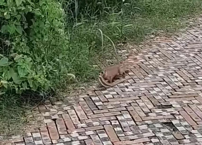 捕捉黄大仙的方法有哪些,黄大仙为什么怕黄鼠狼