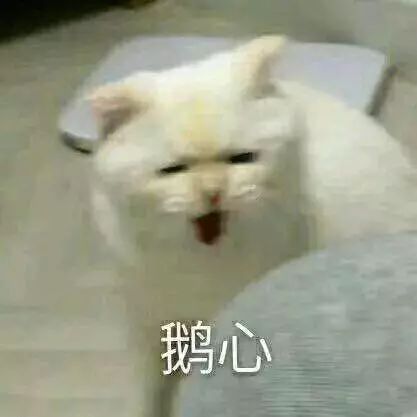 猫咪为啥吃虫子,猫咪为什么吃虫子
