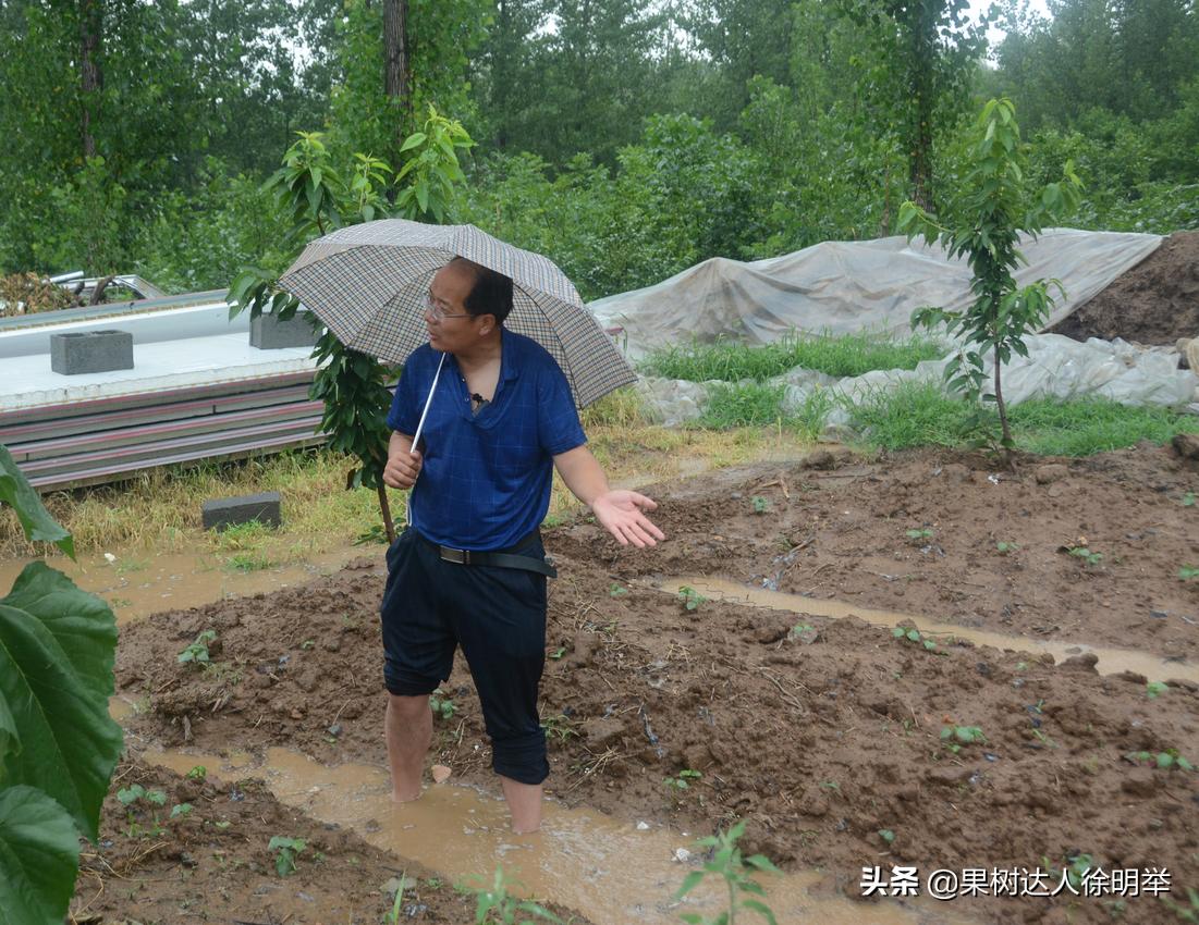 夏季雨水多的年份怎么进行管理果树呢