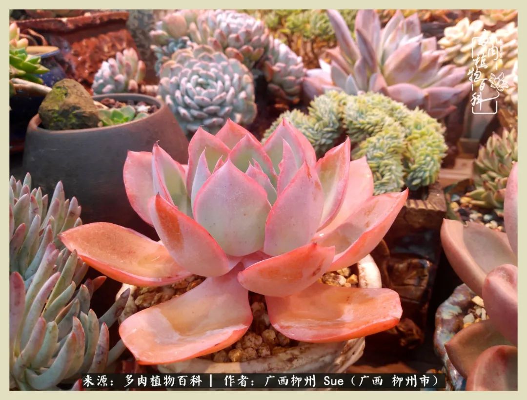 艳阳高照凉爽贵州,我要勤快地捕捉美好!(二)