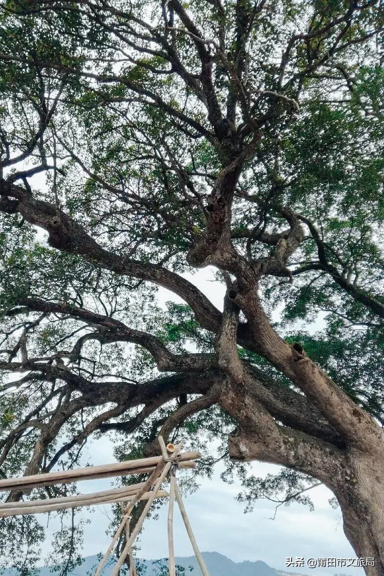 千年古樟树福建仙游,樟树千年古香樟