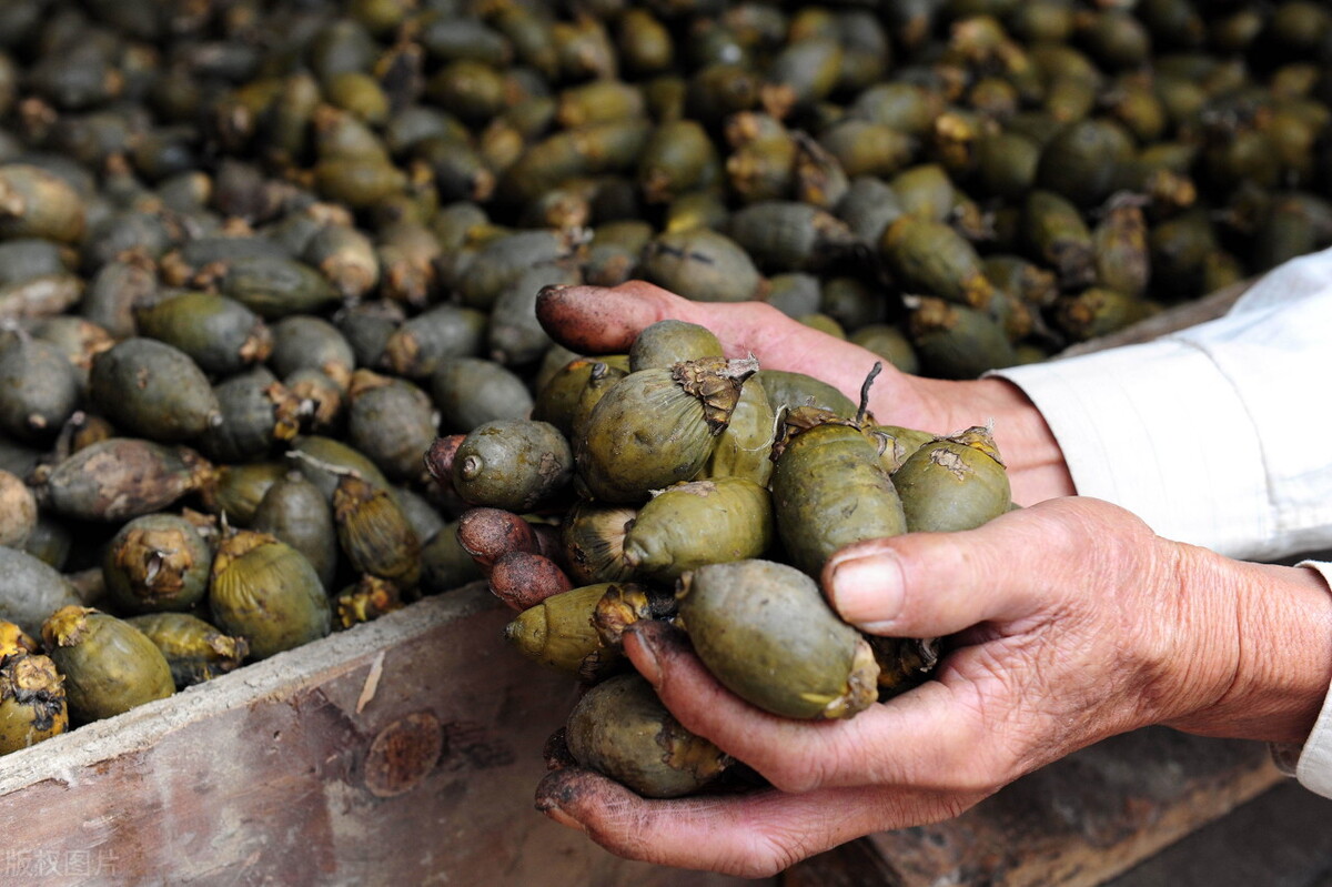 妲熸鐨勬枃鍖栦紶缁熶笌浜夎,妲熸涓轰綍瀛樺湪澶氬勾