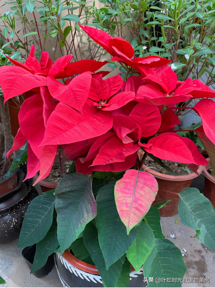 一品红叶子变绿是什么原因呢,一品红的叶子怎么养才红