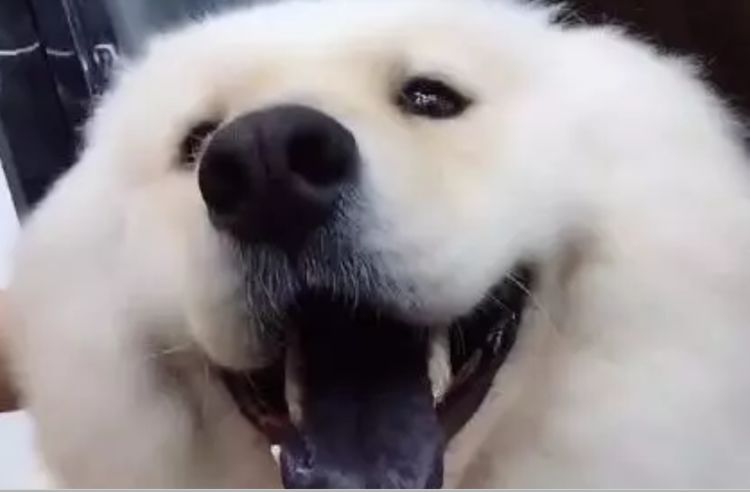 狗狗一直喘气但舌头颜色正常,宠物狗舌头黑正常