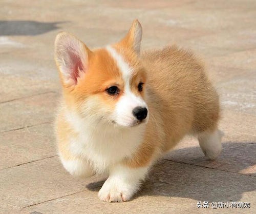 柯基犯错误被主人训,柯基犯错被妈妈打