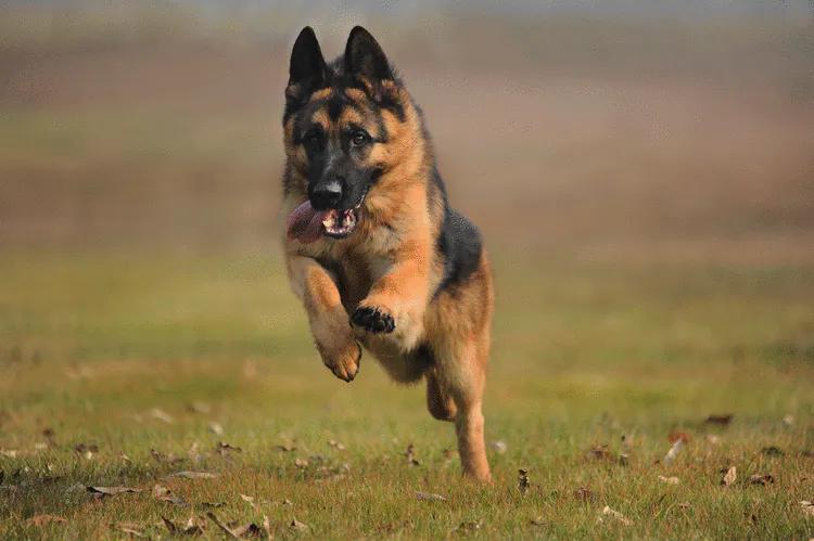 温柔的德牧视频,牧羊犬来福