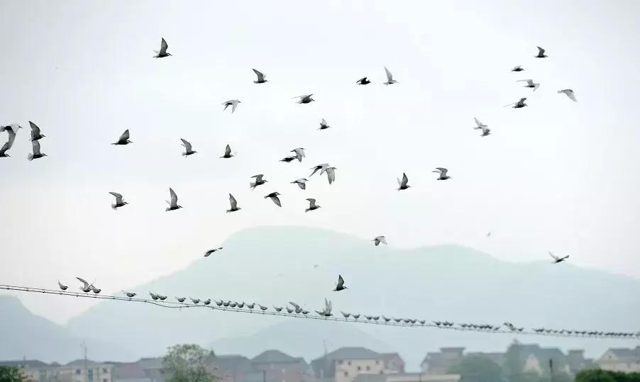 最美银杏秋景自驾攻略,杭州银杏树旅游攻略