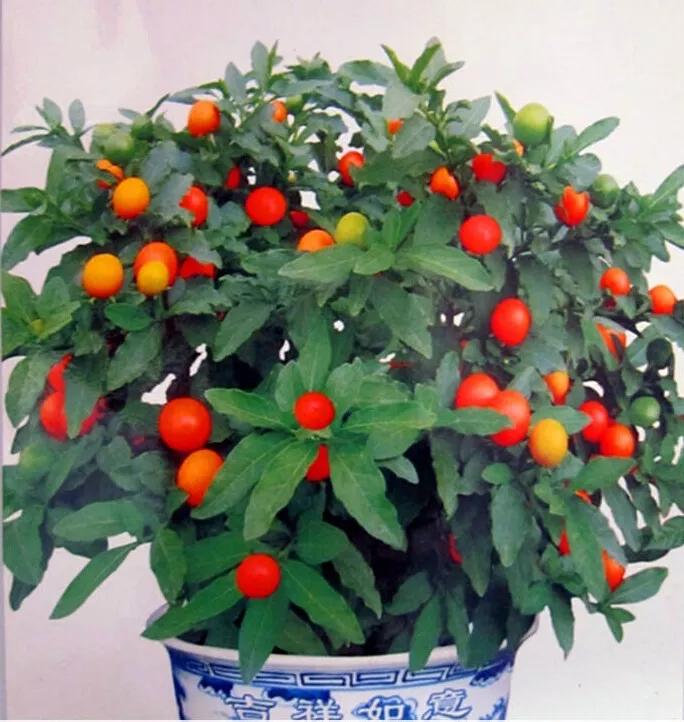 冬珊瑚用什么土栽培,冬珊瑚怎么保养