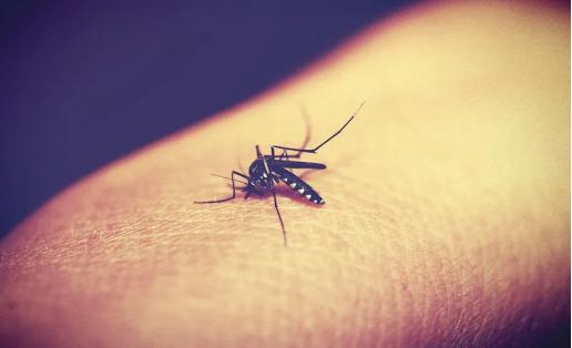 夏季蚊虫咬留疤怎么办,夏天蚊虫叮咬的疤会留白印吗