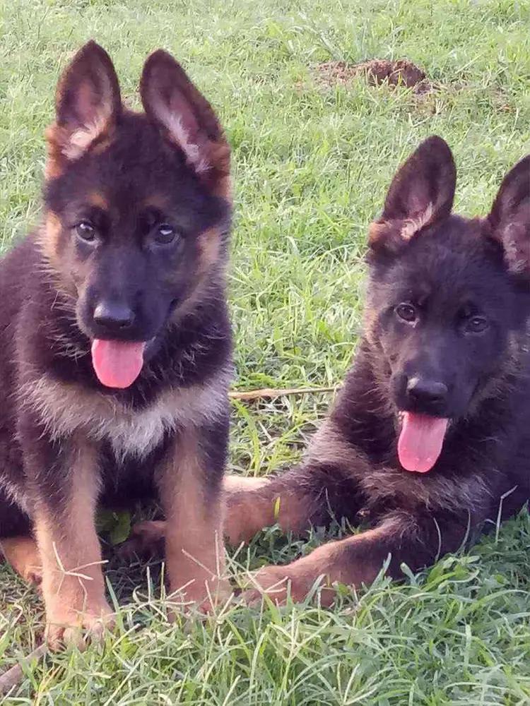 温柔的德牧视频,牧羊犬来福